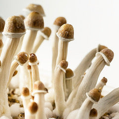 Mood Healers – Chocolates Premium Microdosing Mushrooms